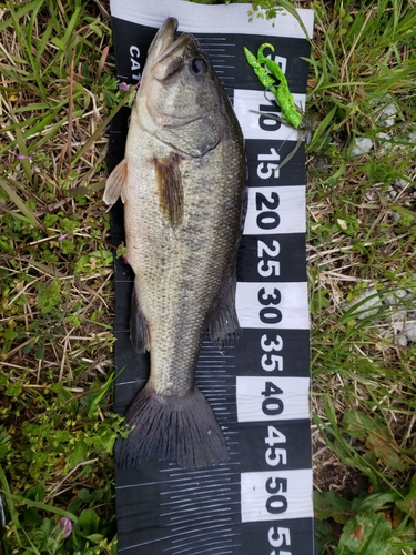 ブラックバスの釣果