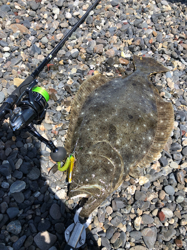 ヒラメの釣果