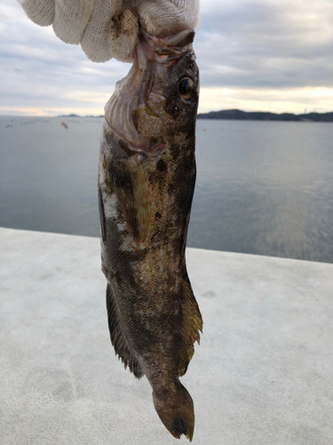 アイナメの釣果