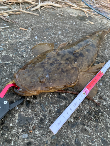 マゴチの釣果