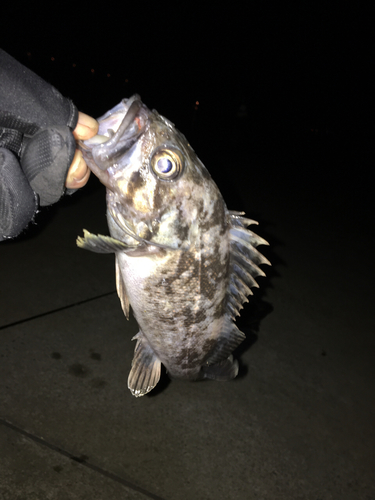 クロソイの釣果