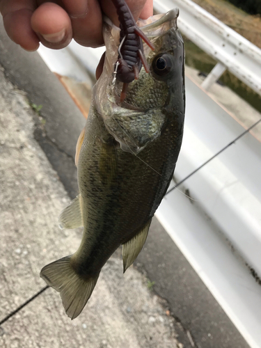 ラージマウスバスの釣果