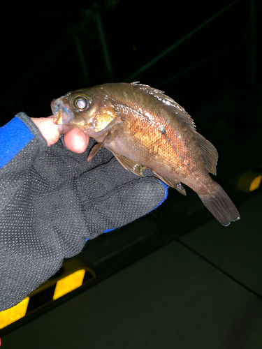 アカメバルの釣果