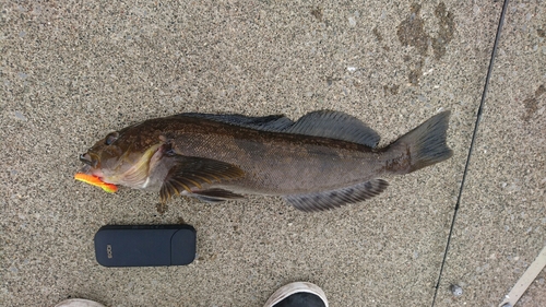 アイナメの釣果