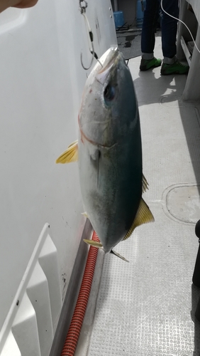 ハマチの釣果