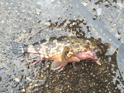 カサゴの釣果