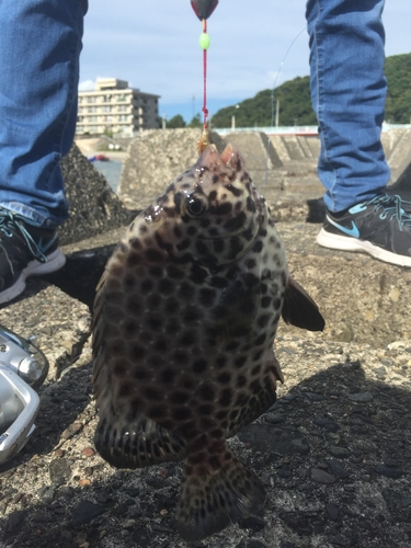 イシガキダイの釣果