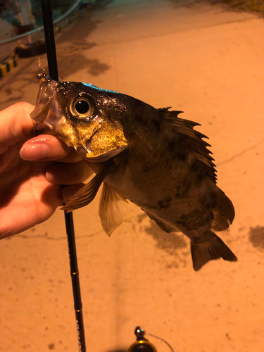 クロメバルの釣果