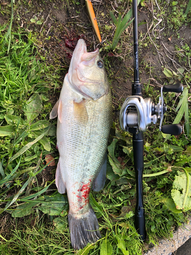 ラージマウスバスの釣果