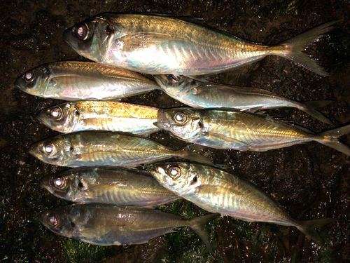 アジの釣果