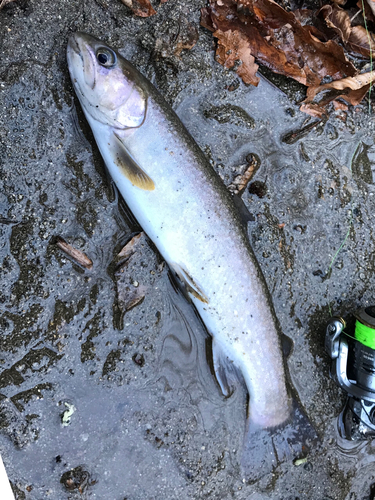 イワナの釣果