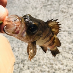 メバルの釣果