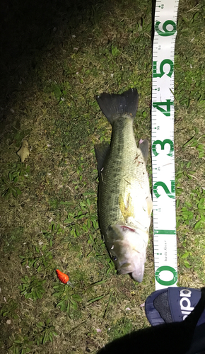 ブラックバスの釣果