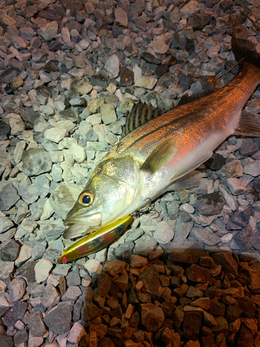 スズキの釣果