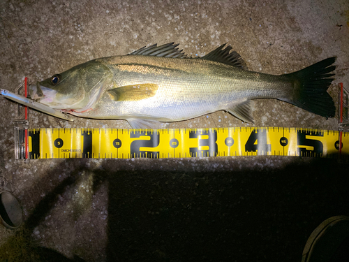 フッコ（マルスズキ）の釣果