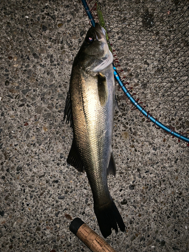 フッコ（マルスズキ）の釣果