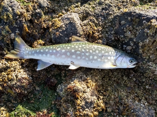 アメマスの釣果