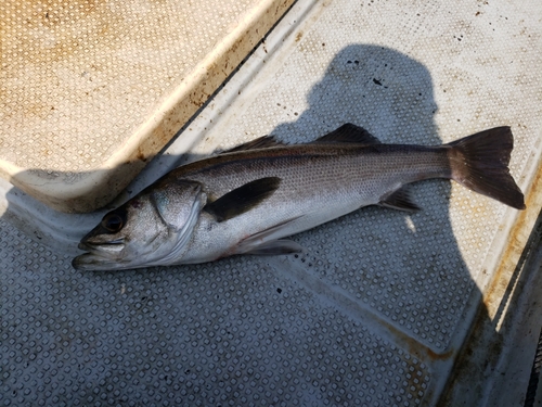 マルスズキの釣果