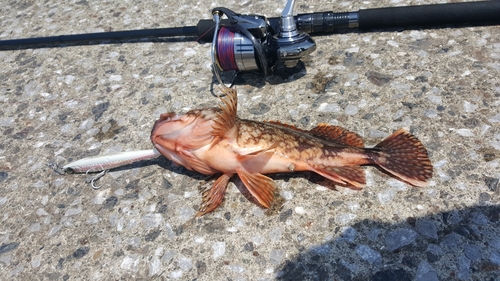 カサゴの釣果