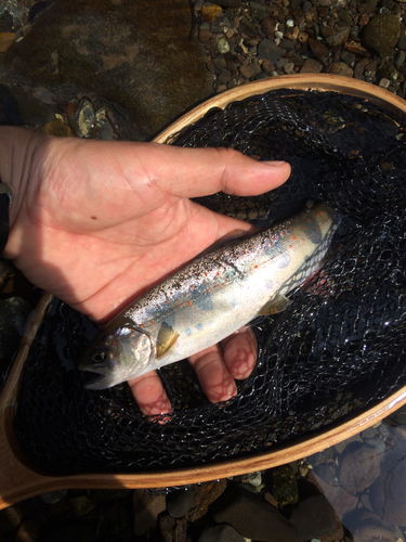 アマゴの釣果