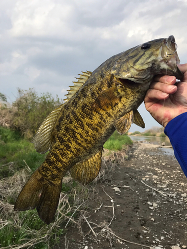 スモールマウスバスの釣果