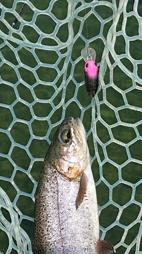 ニジマスの釣果