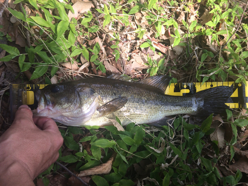 ブラックバスの釣果