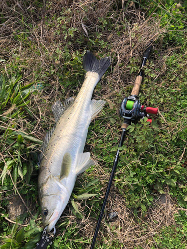 スズキの釣果