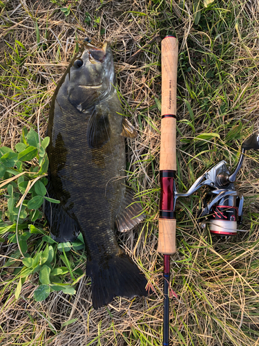 スモールマウスバスの釣果