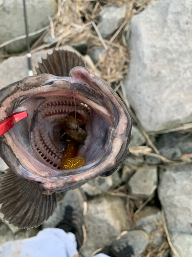 クロソイの釣果