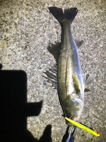 シーバスの釣果