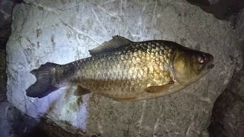 フナの釣果