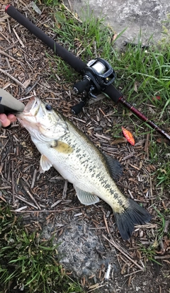 ブラックバスの釣果