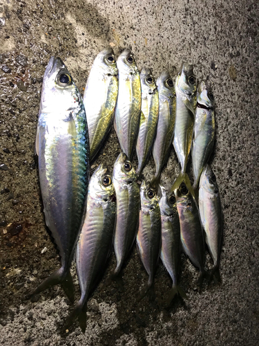 アジの釣果