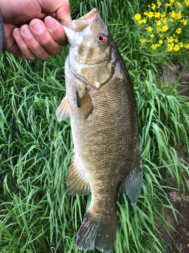 スモールマウスバスの釣果