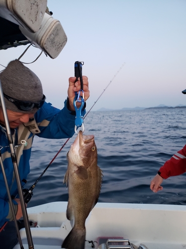 オオモンハタの釣果