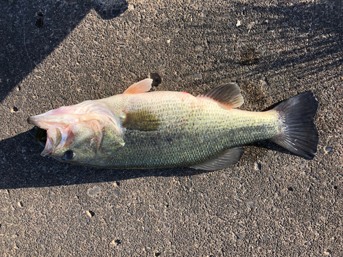 ブラックバスの釣果