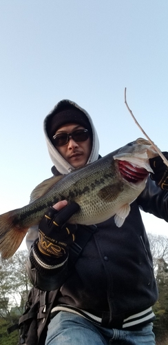 ブラックバスの釣果