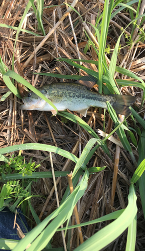 ラージマウスバスの釣果