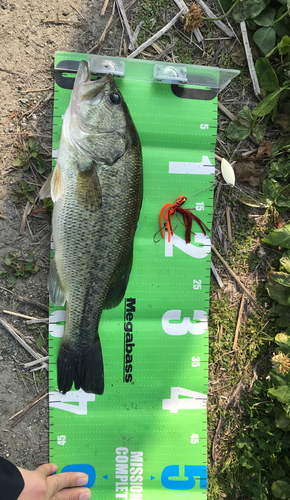 ブラックバスの釣果