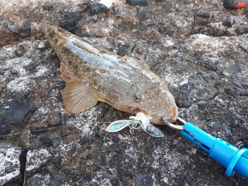 マゴチの釣果