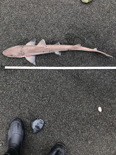 ホシザメの釣果