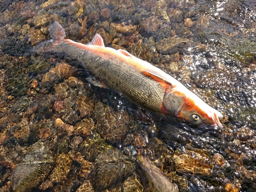 マルタウグイの釣果