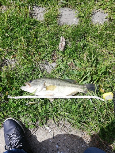 ブラックバスの釣果