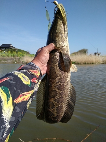 ライギョの釣果