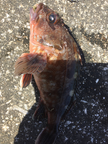 カサゴの釣果