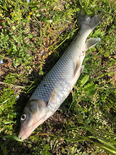 ニゴイの釣果