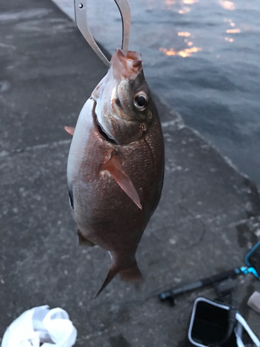 イシモチの釣果