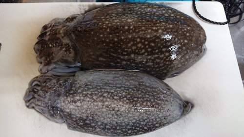 シリヤケイカの釣果