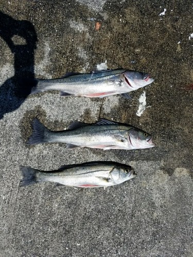 シーバスの釣果